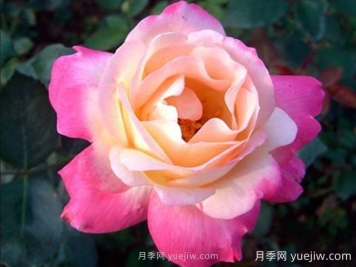 雜技表演月季的優(yōu)缺點(diǎn)是什么？