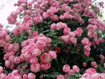 強盜騎士月季的優(yōu)缺點(diǎn)是什么？