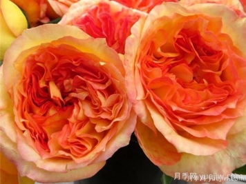 亨利戴爾巴德月季的優(yōu)缺點(diǎn)是什么？