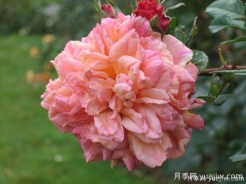 阿羅哈月季的優(yōu)缺點(diǎn)是什么？