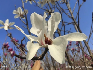 怎樣養殖白玉蘭比較好？