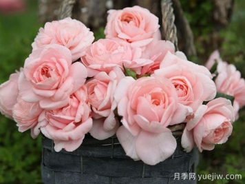 瑪希娜月季的優(yōu)缺點(diǎn)是什么？
