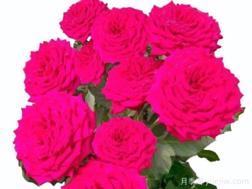 櫻桃愛(ài)人月季