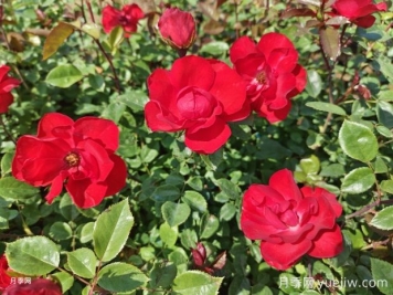 夏天養月季花害怕4種水，會(huì )把花澆死
