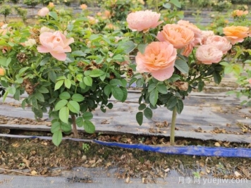 怎樣提高苗木成活率？ 花木嫁接注意事項