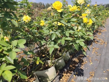 夏天月季要注意預防枯枝病