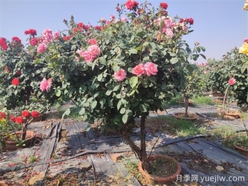 造成樹(shù)狀月季枯枝的原因有哪些？如何解決？