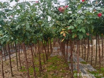 樹(shù)狀月季枝條干枯了怎么辦？
