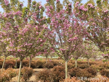 城市園林中常用的觀(guān)花喬木有哪些？