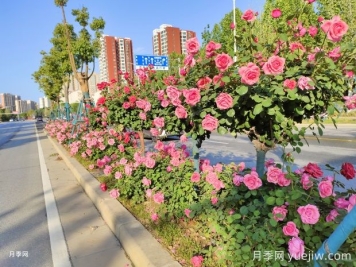 園林和林業(yè)如何界定？
