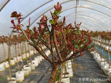 全年城市道路園林綠化養護管理月歷100條