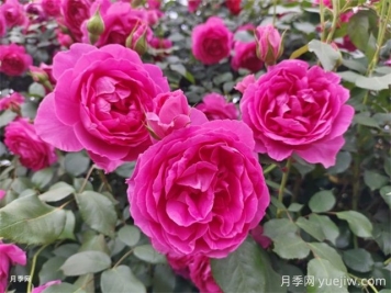 甘孜月季應用和景觀(guān)圖集