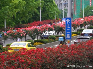 重慶月季應用和景觀(guān)圖集