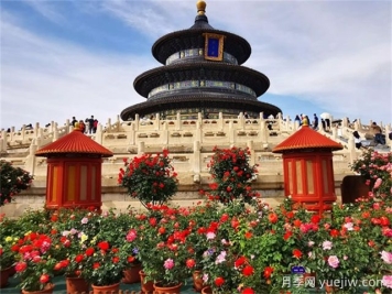 北京月季市花文化和景觀(guān)圖集