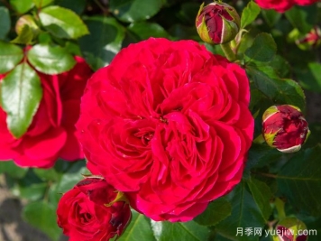 紅色達芬奇月季和粉色達芬奇月季有什么區別？