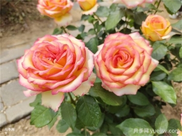 月季花夏季養護管理重點(diǎn)，4方面讓月季長(cháng)的旺