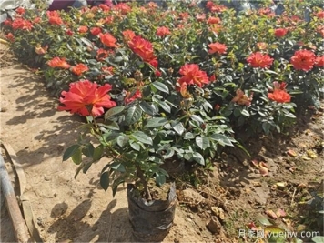 夏季月季養護全攻略，讓月季花絢麗一夏