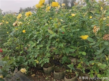 夏季月季花常見(jiàn)的8大問(wèn)題和應對方法