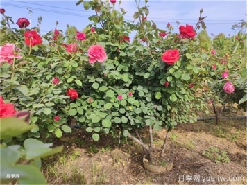 反季節移栽苗木應該注意哪些技術(shù)要點(diǎn)？