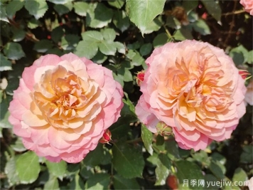 夏天月季紅蜘蛛太猖狂，怎么防治有效？