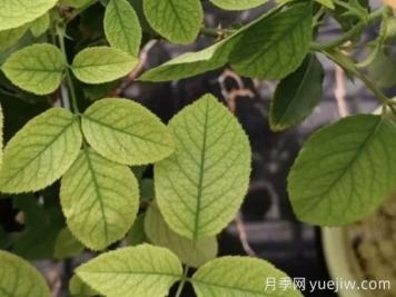 月月季花黃葉長(cháng)不好？9種常見(jiàn)缺素癥盤(pán)點(diǎn)