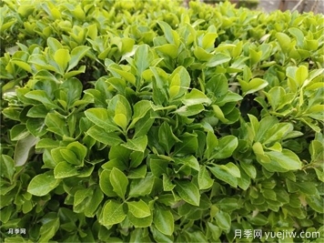 海桐與大葉黃楊，品賞觀(guān)葉植物之美