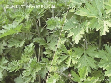 南陽(yáng)中醫藥產(chǎn)業(yè)找準突破口，奮力推進(jìn)臥龍艾草產(chǎn)業(yè)創(chuàng  )新發(fā)展