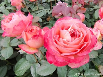 月季夏季養護，讓月季安全度夏的小秘訣