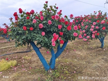 移栽大樹(shù)時(shí)透氣管的類(lèi)型和作用有哪些？