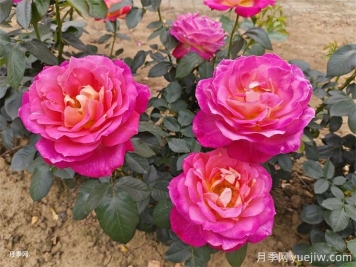 8大常見(jiàn)的花園設計風(fēng)格