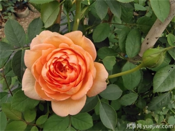 夏洛特夫人月季的夏季養護辦法