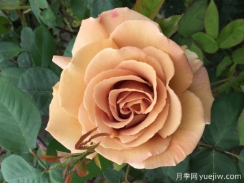 蘇格蘭黃油月季，優(yōu)秀復古黃色切花