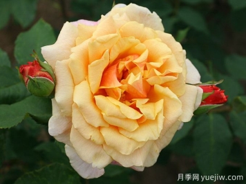 糖果童話(huà)月季