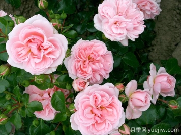 修女的童話(huà)月季的優(yōu)缺點(diǎn)是什么？