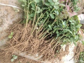 月季花水培扦插，解鎖花卉繁殖新技能