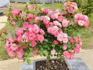 ?三角梅換成了月季花，原來(lái)養殖差距這么大