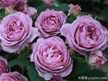 推薦8個(gè)豐花月季品種，抗病性強且花色美麗