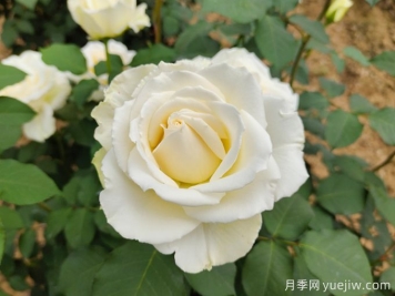 推薦10款白色系月季品種，每一款都經(jīng)典