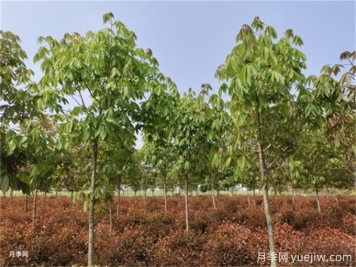 為什么樹(shù)木移植時(shí)都把向陽(yáng)的枝給砍了？