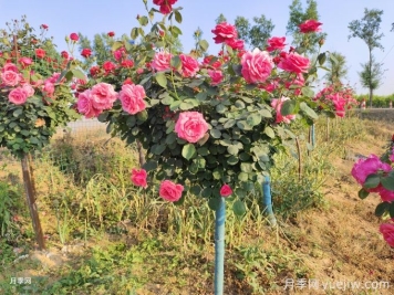 秋冬季如何給花木修剪？