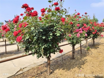 修復水生態(tài)系統、創(chuàng  )造水邊和水中生物多樣性環(huán)境的12種方法
