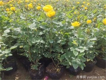 月季花苞該不該疏蕾？