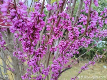 紫荊的生長(cháng)習性
