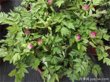 牡丹花花期施什么肥？