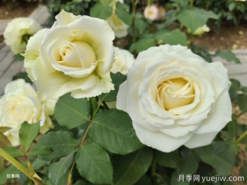 月季種植幾年后花少怎么辦？