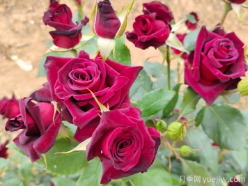 自己做澆花營(yíng)養水，月季蹭蹭冒花苞