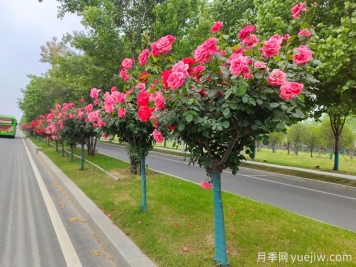 行道樹(shù)知識大全