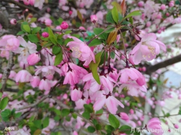 海棠花上有很多綠色的蟲(chóng)子怎么辦？