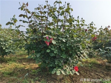 什么標準的花木原冠苗好？