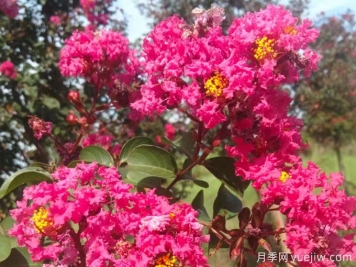 如何防治紫薇病蟲(chóng)害？